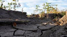 Cultivos. La falta de agua y heladas agravadas por la sequía vuelven a poner en jaque al trigo de la región. Cultivos. La falta de agua y heladas agravadas por la sequía vuelven a poner en jaque al trigo de la región.