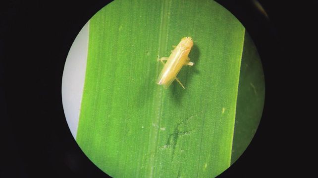 La chicharrita es un insecto que transmite de manera persistente y propagativa la bacteria Spiroplasma kunkelii. La chicharrita es un insecto que transmite de manera persistente y propagativa la bacteria Spiroplasma kunkelii.