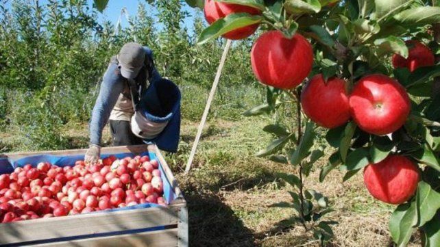 En rojo. La producción de manzanas sigue en estado crítico.