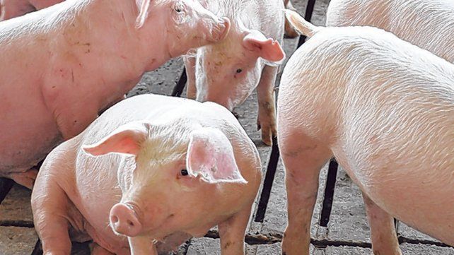 en picada. Los costos de la cría de cerdos superaron a los ingresos este año.