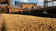 Proyección. Según la Ocde, la molienda de soja en EEUU experimentará un aumento del 5% a 2030.