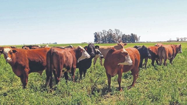 La ganadería bovina en el país y Santa Fe “está en alerta amarilla”, indicó la Bolsa de Santa Fe. La ganadería bovina en el país y Santa Fe “está en alerta amarilla”, indicó la Bolsa de Santa Fe.