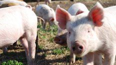 Peste porcina. Ante la falta de vacunas, la contención de la peste depende de la detección temprana y sacrificio de los animales infectados. Peste porcina. Ante la falta de vacunas, la contención de la peste depende de la detección temprana y sacrificio de los animales infectados.