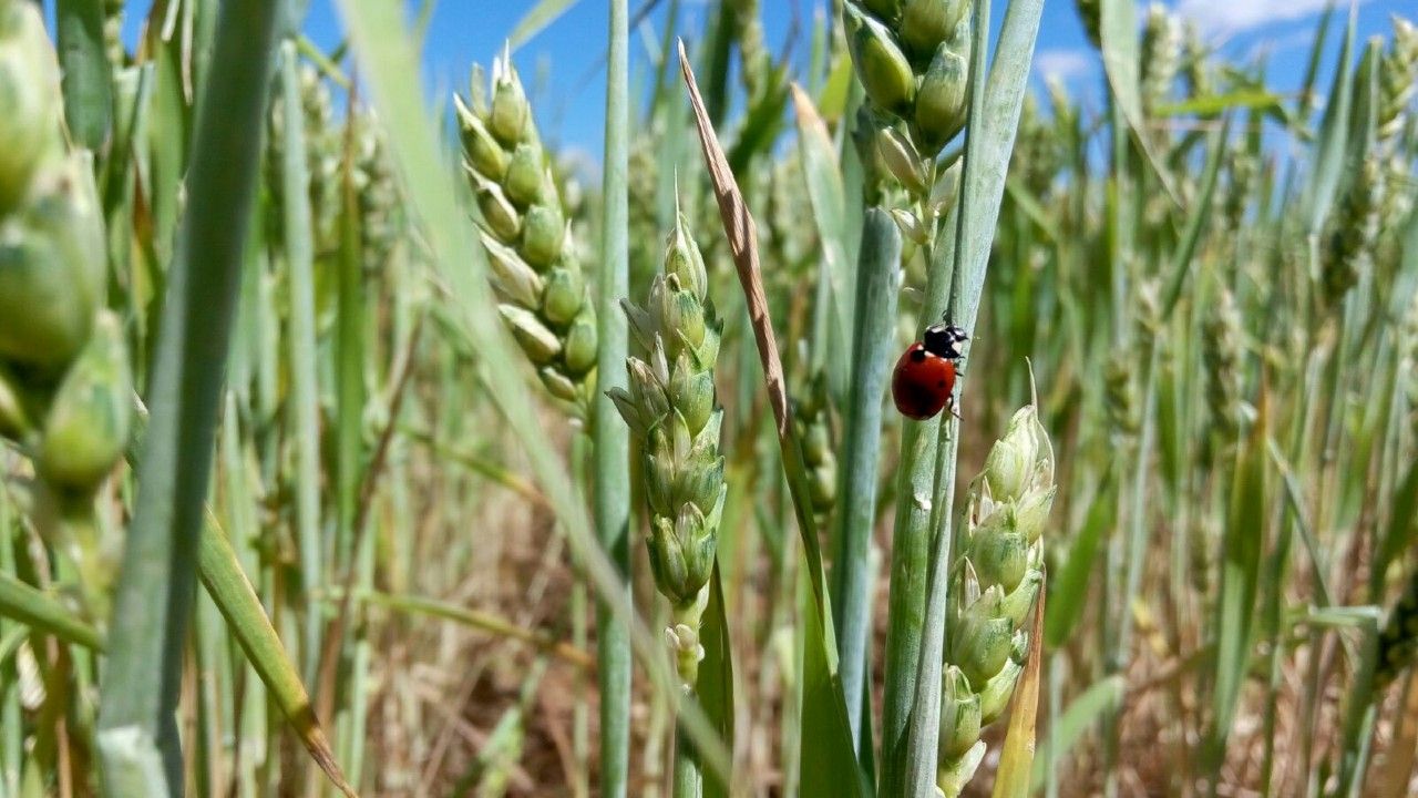 En el lote. Insectos artrópodos cuya población crece con la utilización de cultivos de servicio. En el lote. Insectos artrópodos cuya población crece con la utilización de cultivos de servicio.