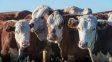 Por la sequía, muchos campos no están en condiciones de transitar el invierno con la misma carga de hacienda que otros años. Esto explica la abundante oferta de vacas vacías y terneros que se está viendo hoy en el mercado.