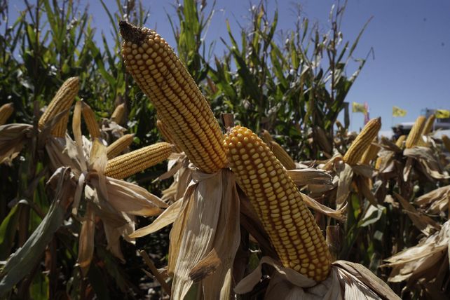 Los maíces tardíos muestras rindes superiores a los esperados