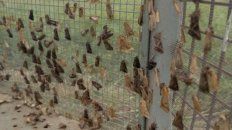 alarma de plagas: defoliadoras y chinche en soja de segunda alarma de plagas: defoliadoras y chinche en soja de segunda