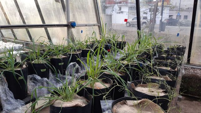 Especialistas del Conicet y de la UBA lograron cuantificar el aporte de carbono y nitrógeno que las plantas de avena y vicia brindan durante su vida al suelo.