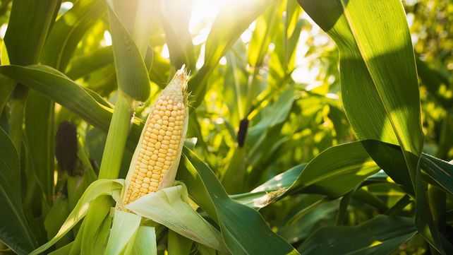 El maíz vuelve a entusiasmar. En más del 99% de las localidades de la región Centro Sur del país, la presencia de insectos fue nula. El maíz vuelve a entusiasmar. En más del 99% de las localidades de la región Centro Sur del país, la presencia de insectos fue nula.