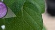 Elaumento de la expresión del gen BBX21 mejoró la regulación de losestomas (poros involucrados en la respiración de las plantas)reduciendo así los síntomas de deshidratación en las hojas basalesy produciendo más clorofila y más fotosíntesis. Elaumento de la expresión del gen BBX21 mejoró la regulación de losestomas (poros involucrados en la respiración de las plantas)reduciendo así los síntomas de deshidratación en las hojas basalesy produciendo más clorofila y más fotosíntesis.