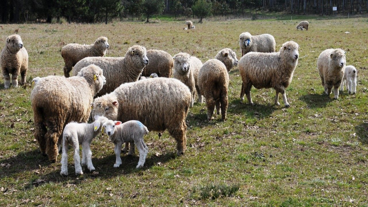Oportunidades. La carne ovina tiene mercado de exportación. Es la única aceptada por todas las religiones. Oportunidades. La carne ovina tiene mercado de exportación. Es la única aceptada por todas las religiones.