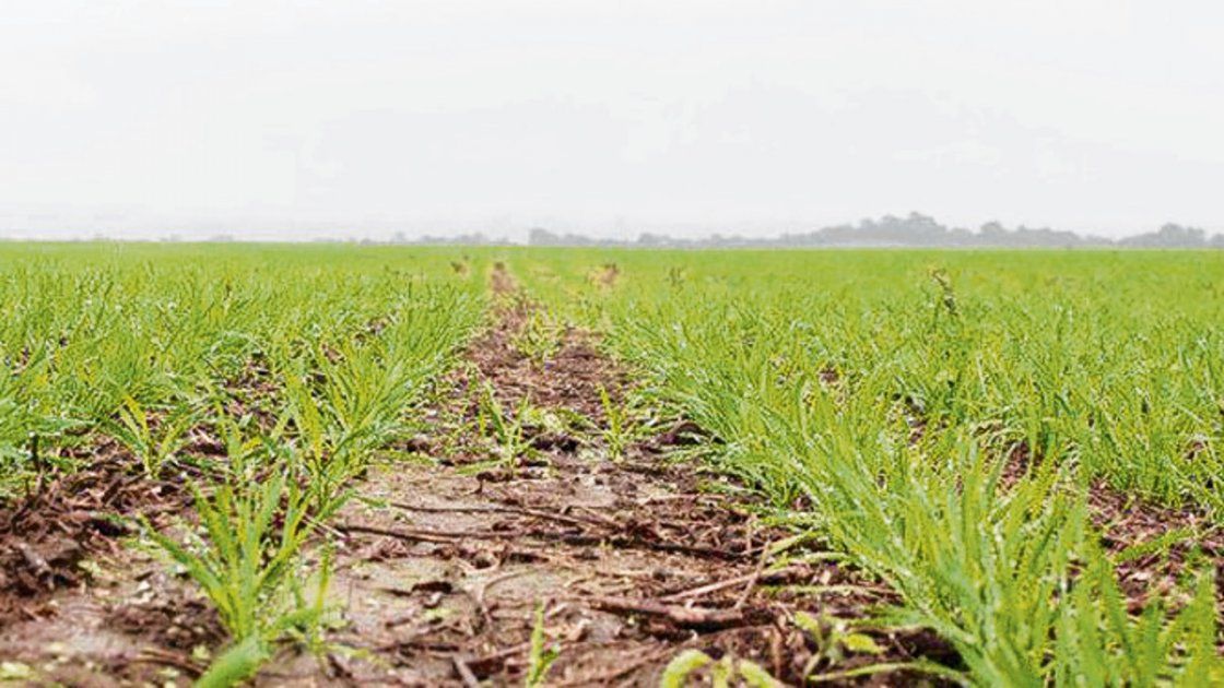 El Trigo Y La Posibilidad De Mejorar Rindes De La Mano De La Fertilización 9551