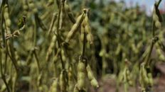 Soja. La GEA calculó que se produjeron 42,2 millones de toneladas. Soja. La GEA calculó que se produjeron 42,2 millones de toneladas.
