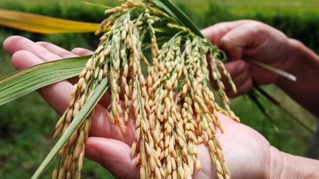 “A nivel mundial, el arroz es el tercer cereal más sembrado, producido y consumido después del trigo y el maíz”, indicó Mozeris.