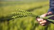 Campañón. El trigo registró rindes sorprendentes en el último ciclo. El papel de la semilla y el manejo.