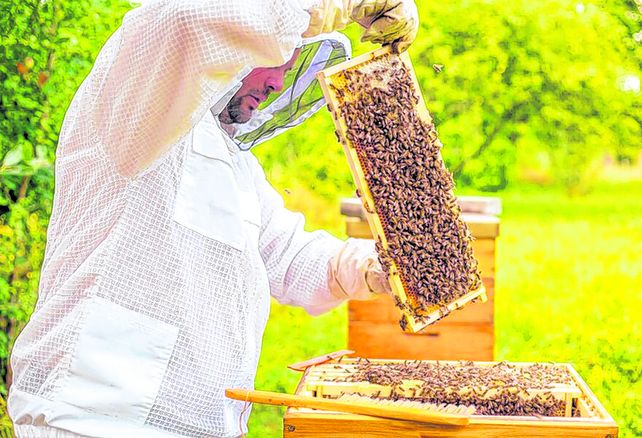 Arraigo. En la región buscan cuidar a los principales polinizadores de la acción nociva de los fitosanitarios. Arraigo. En la región buscan cuidar a los principales polinizadores de la acción nociva de los fitosanitarios.