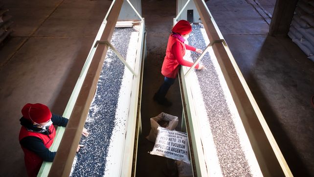 La firma cuenta con planta propia con capacidad de procesar 400 toneladas de porotos diarias.