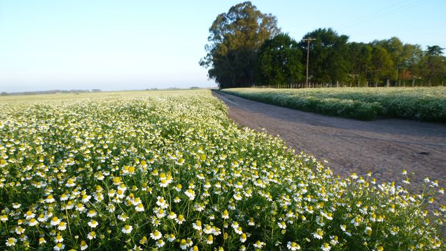 Cultivo de manzanilla