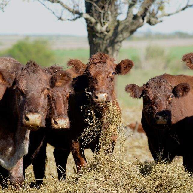 Reductane propone producir aditivos alimenticios naturales a base de algas rojas.
