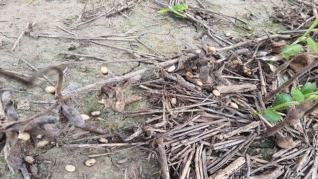 Lote con soja tardía, en etapa fenológica R8 (madurez plena), en el centro oeste del departamento San Jerónimo. Lote con soja tardía, en etapa fenológica R8 (madurez plena), en el centro oeste del departamento San Jerónimo.