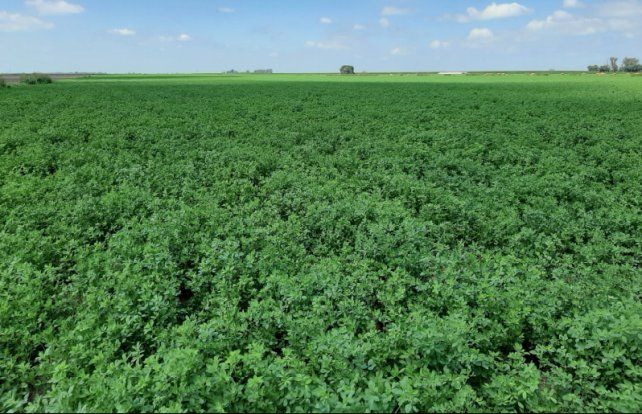 Pulgones de la alfalfa: una plaga que se puede combatir con bajo impacto ambiental