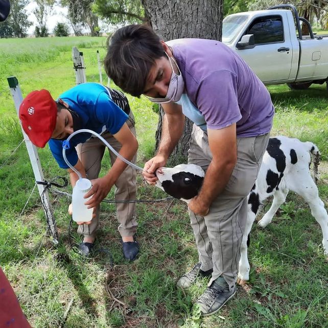 Entre los cursos que hoy se dictan en la Fundación Bertolino se destaca el de crianza de terneros.