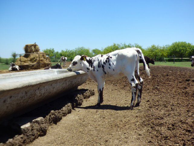 Normando. Los Aloatti incorporaron al rodeo animales más pequeños y más rústicos, que consumen menos.