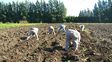Acá. Cerca de 30 productores de batata santafesinos trabajan alrededor de 1.500 hectáreas. Acá. Cerca de 30 productores de batata santafesinos trabajan alrededor de 1.500 hectáreas.