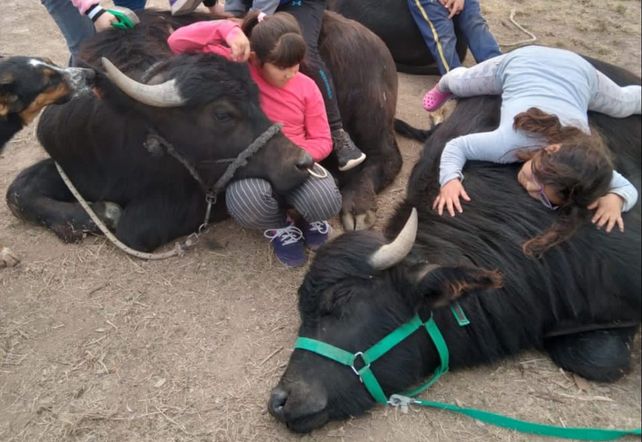 Bufaloterapia. En San Martín de las Escobas, Marcelo González inició la actividad con niños con discapacidades.