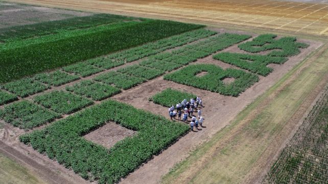 Crecimiento. En 25 años el predio de Basf multiplicó por cinco su superficie, que hoy es de 56 hectáreas