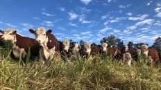 Regenerativo. El tradicional engorde a pasto se reinstala como mejor el plan para “producir más con menos”. Regenerativo. El tradicional engorde a pasto se reinstala como mejor el plan para “producir más con menos”.