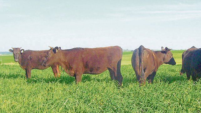 Famoso. El ganado Wagyu es considerado un tesoro nacional por los japoneses. La genética ingresó a la América latina en  el 2000. 