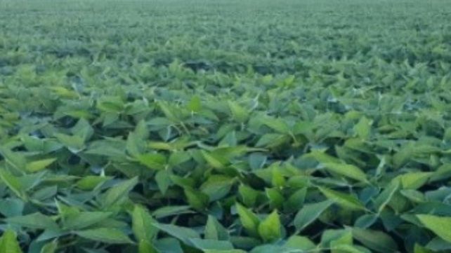 Lote con soja temprana, en etapa de floración, uniforme, excelente estado, en el centro del departamento Castellanos. Lote con soja temprana, en etapa de floración, uniforme, excelente estado, en el centro del departamento Castellanos.