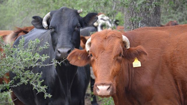 La ganadería bovina de Santa Fe representa el 12% del stock nacional. La ganadería bovina de Santa Fe representa el 12% del stock nacional.