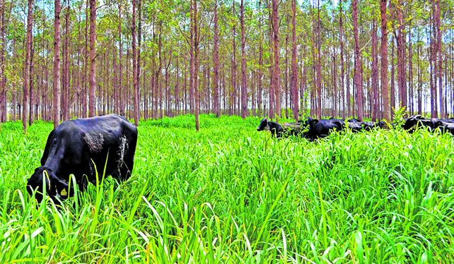 Sustentable. Manejo de bosque con ganadería integrada en la cuña boscosa santafesina. Sustentable. Manejo de bosque con ganadería integrada en la cuña boscosa santafesina.