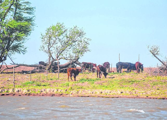 En el río. Unos 500 mil animales comenzaron a ser trasladados desde la zona de islas. En el río. Unos 500 mil animales comenzaron a ser trasladados desde la zona de islas.