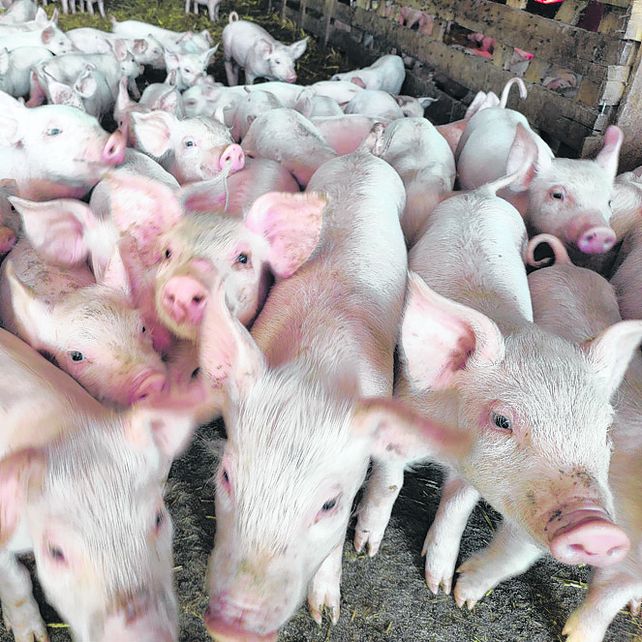 Encrucijada. El sector porcino pierde rentabilidad por la suba de costos.