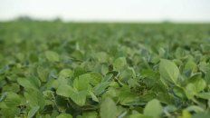 Variedad. La nueva oferta de semillas busca sumar ofertas a un mercado que viene retrasado. Variedad. La nueva oferta de semillas busca sumar ofertas a un mercado que viene retrasado.